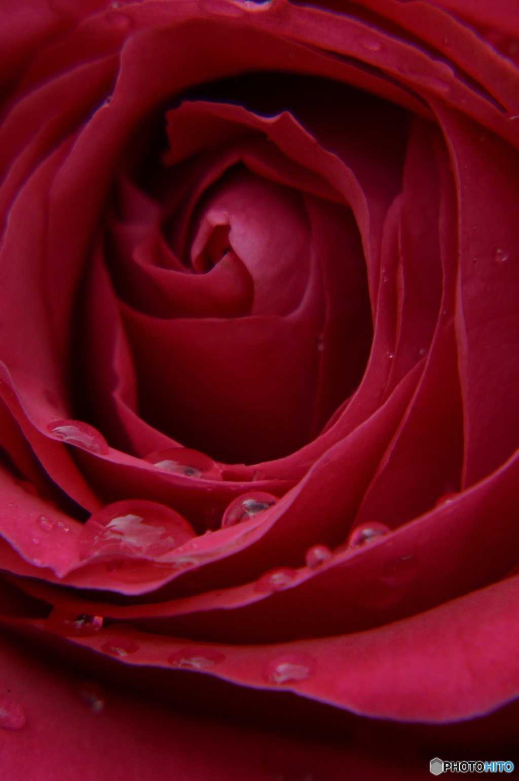 薔薇 参