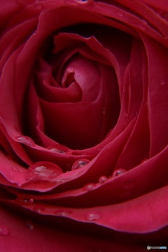 薔薇 参