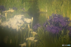 菖蒲 二色 ソフト