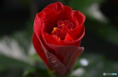 ハイビスカス 開花前