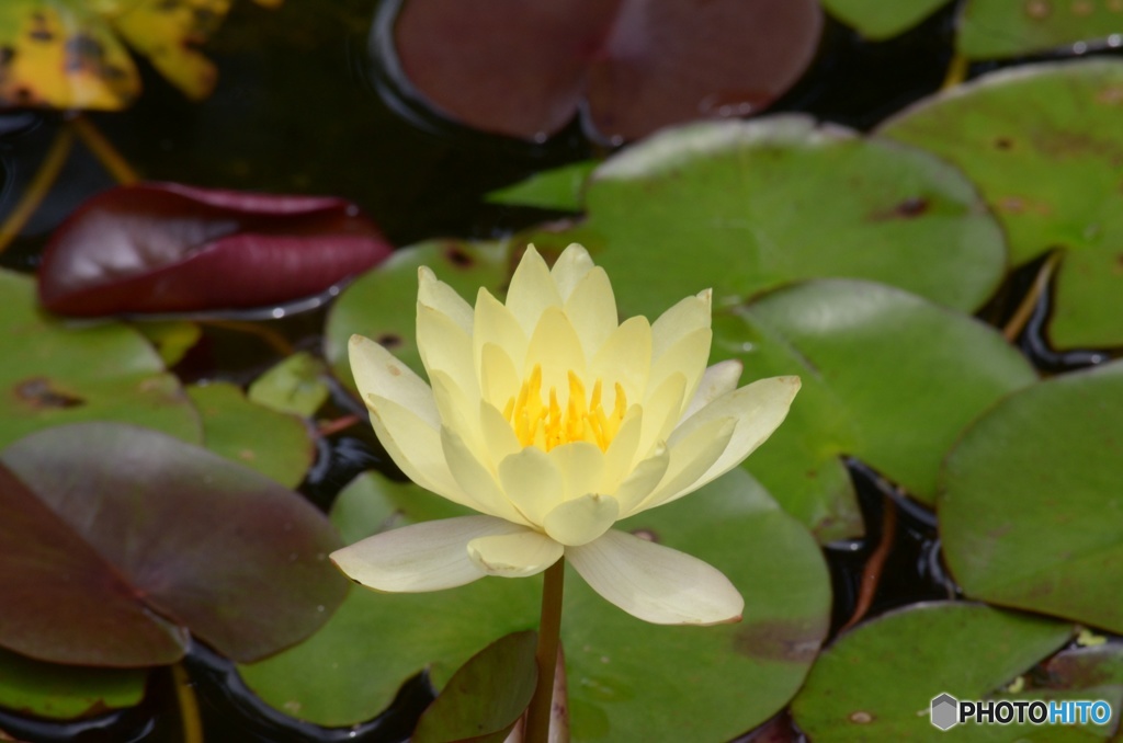 蓮花