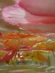 水中花