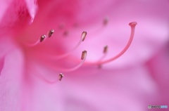 おしべ