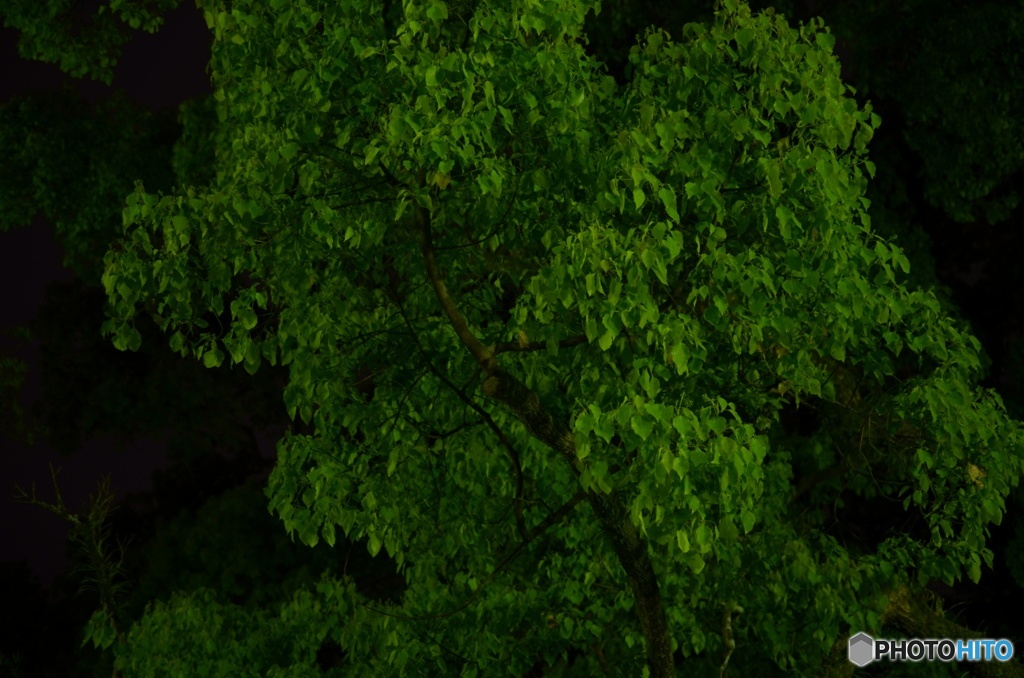 緑