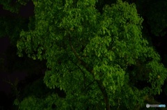 緑