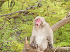 あくび
