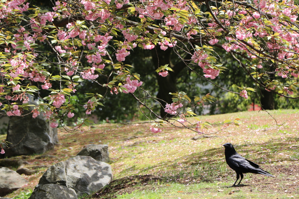 カラスのお花見