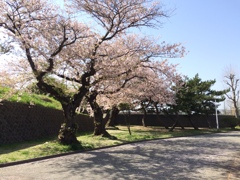 散り始め