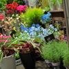 出荷待ちの花たち