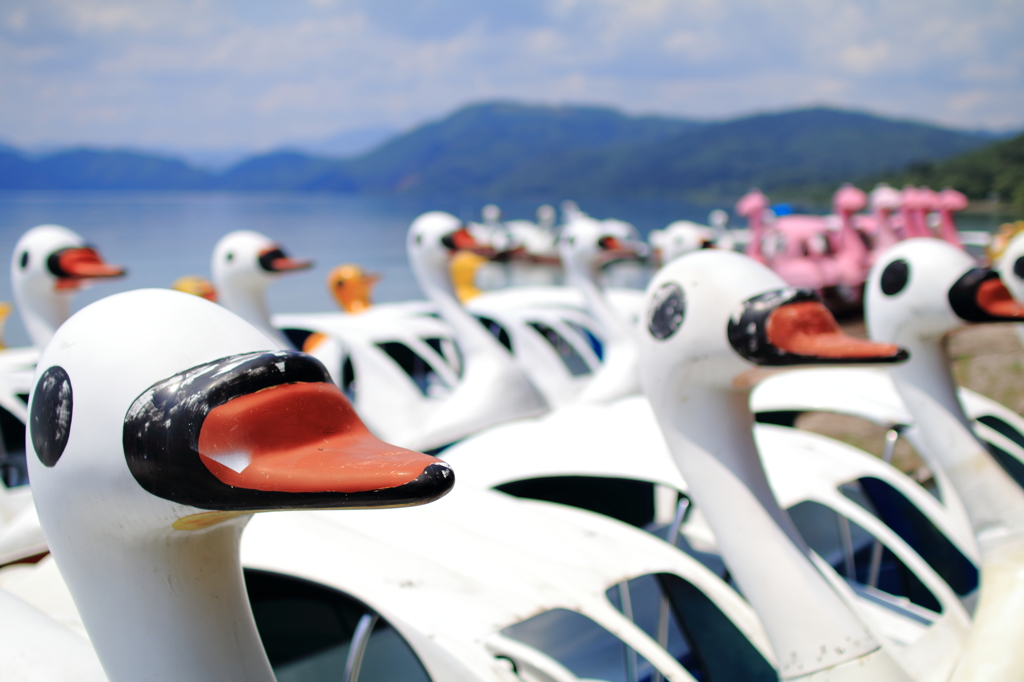 Duck？ Swan？