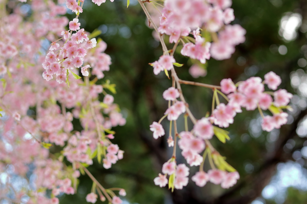 何桜？