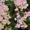 何桜？