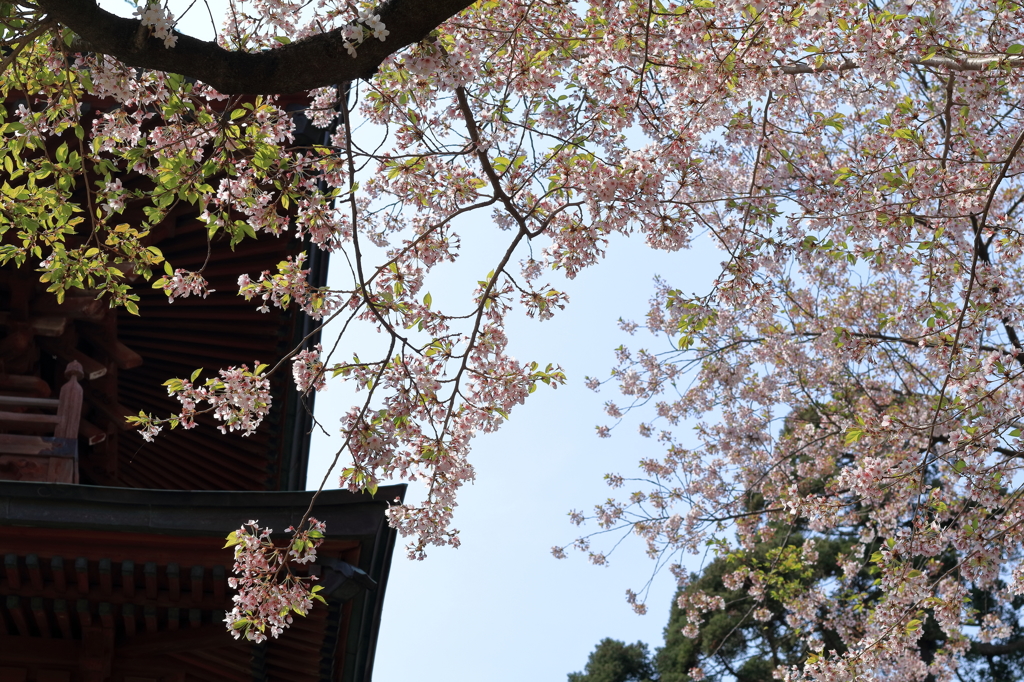 通勤途中の神社1