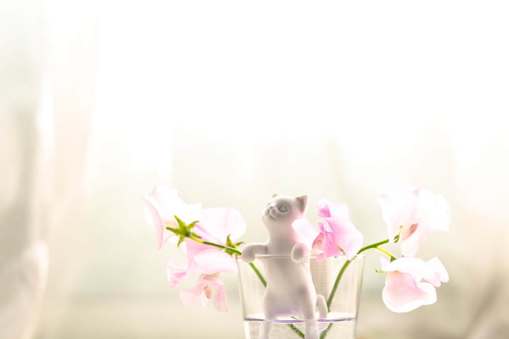 ねこ天使