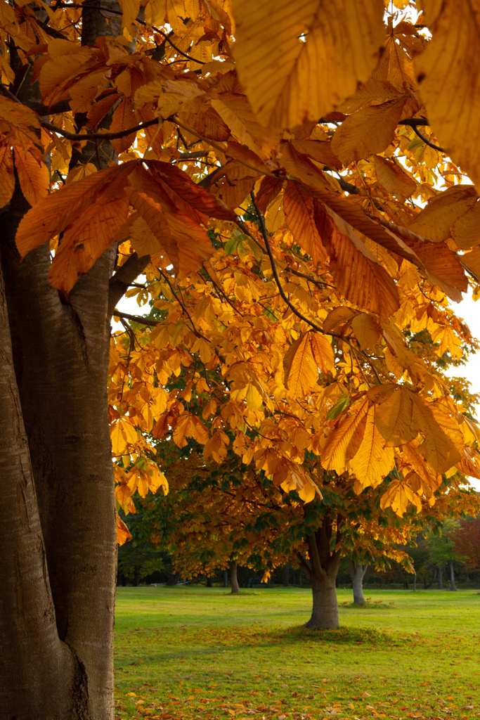 autumn  color