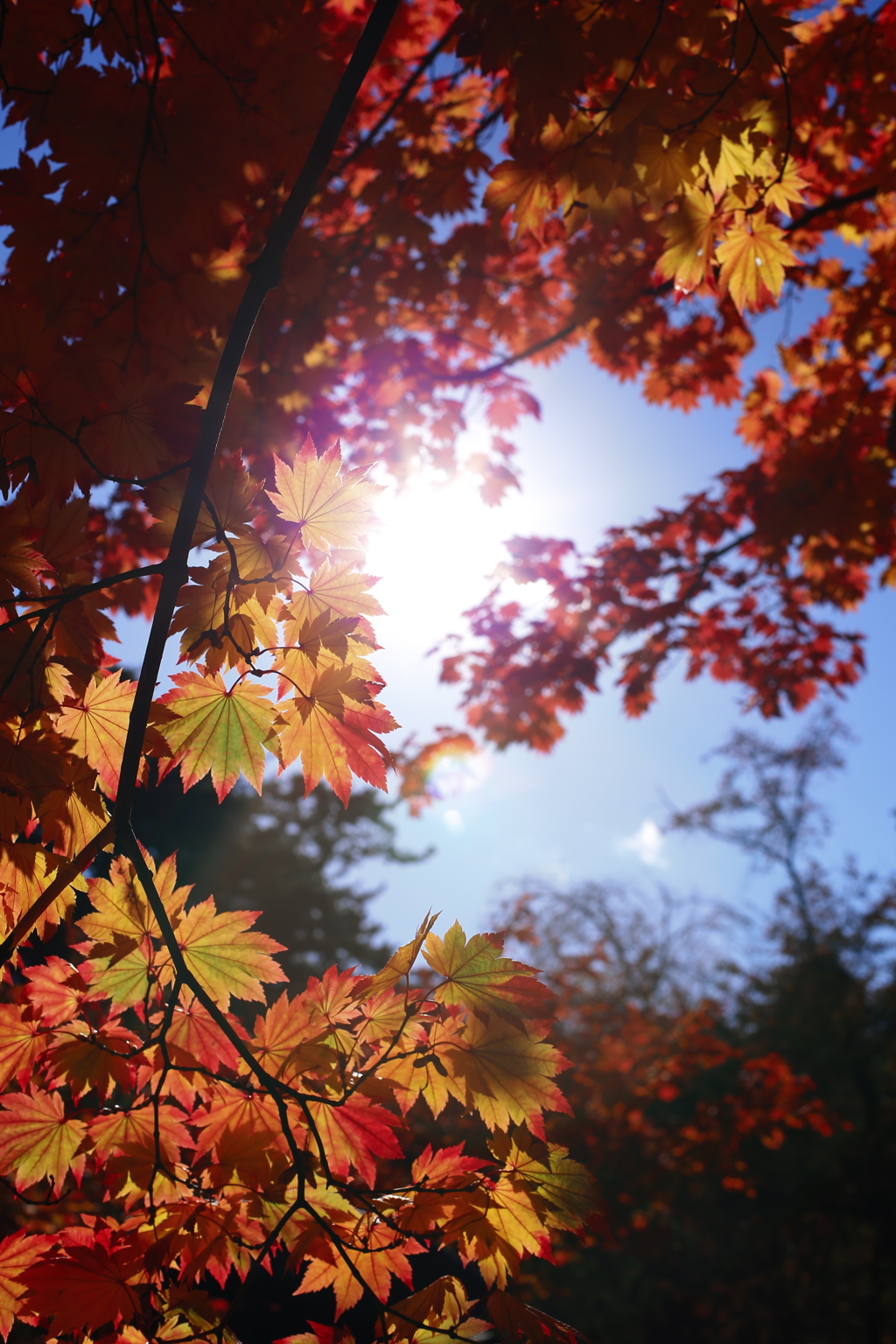 紅葉のカーテン