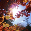 紅葉のカーテン