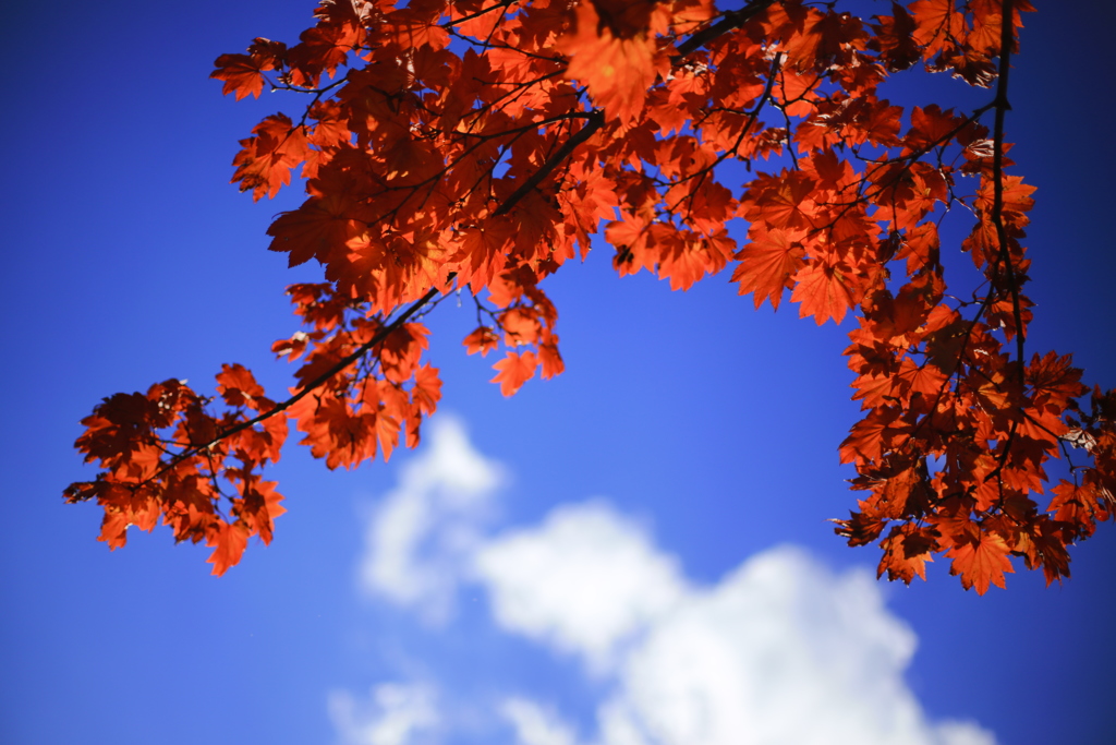 燃える紅葉と青い空と