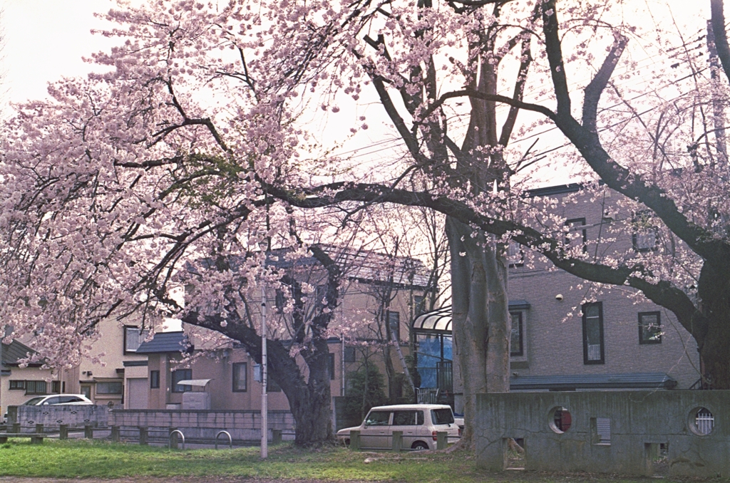 さくらのある風景３