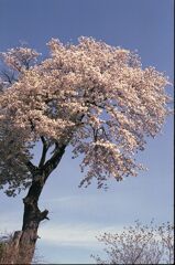 いっぽん桜