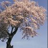 いっぽん桜