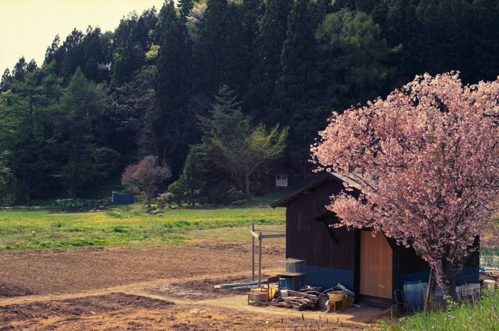 一本桜