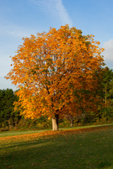 autumn  color