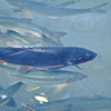 Fish from Tazawako