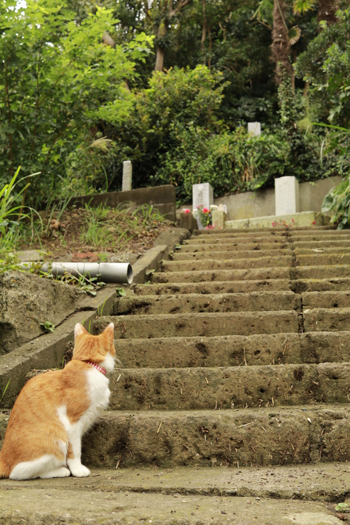 ニャンコの墓参り