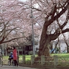 さくらのある風景２