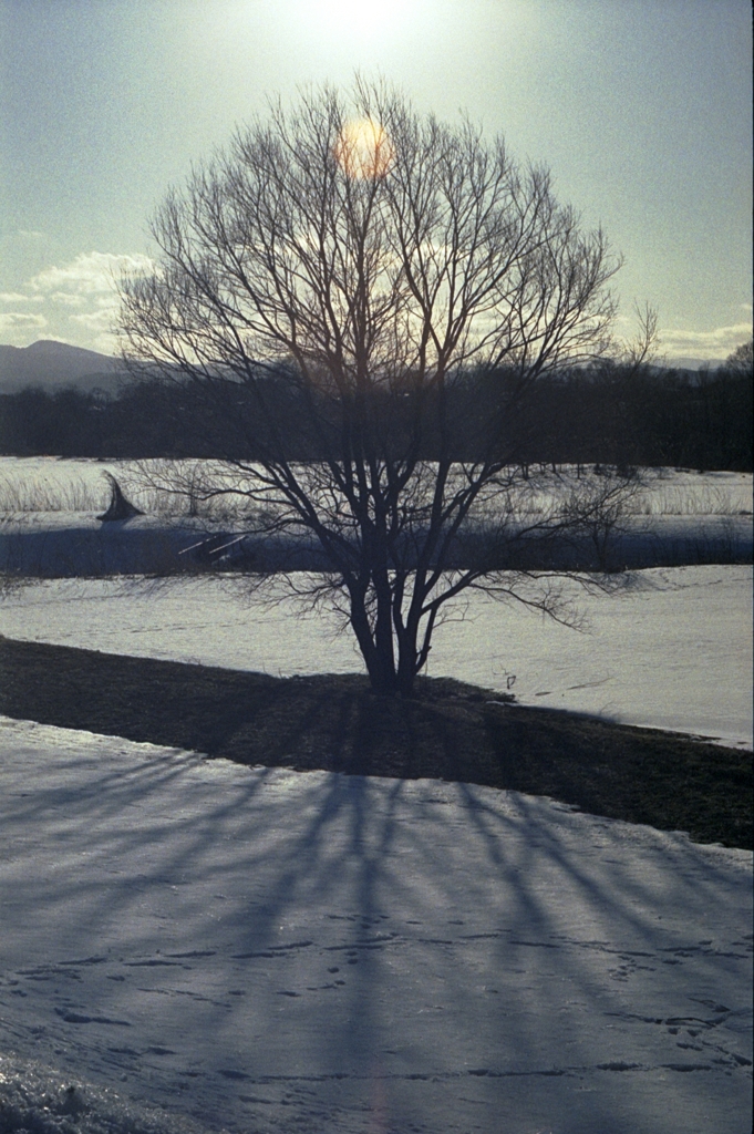 フィルム写真