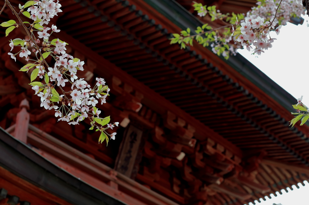 通勤途中の神社2