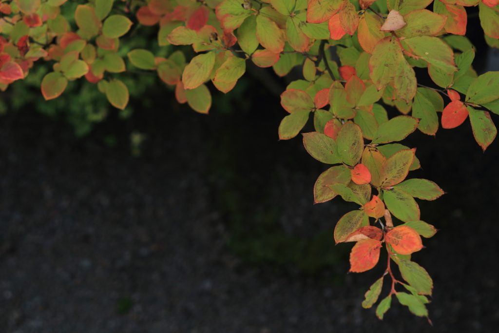 紅葉　始まりました