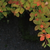 紅葉　始まりました