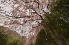 山の桜