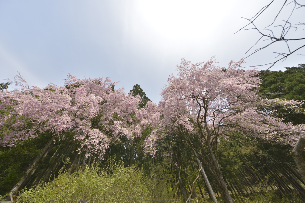 山の桜