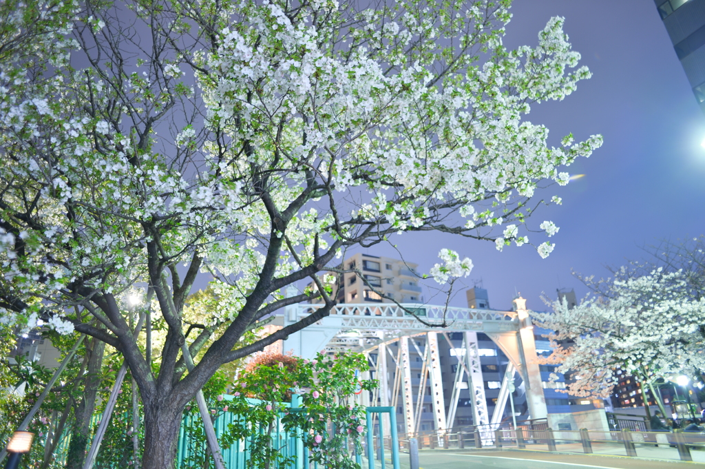 2016の花見
