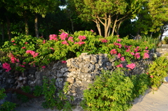 竹富島の花