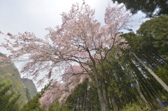 大きな桜