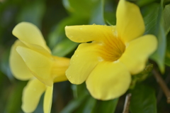 黄色い美しい花