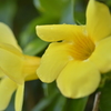黄色い美しい花