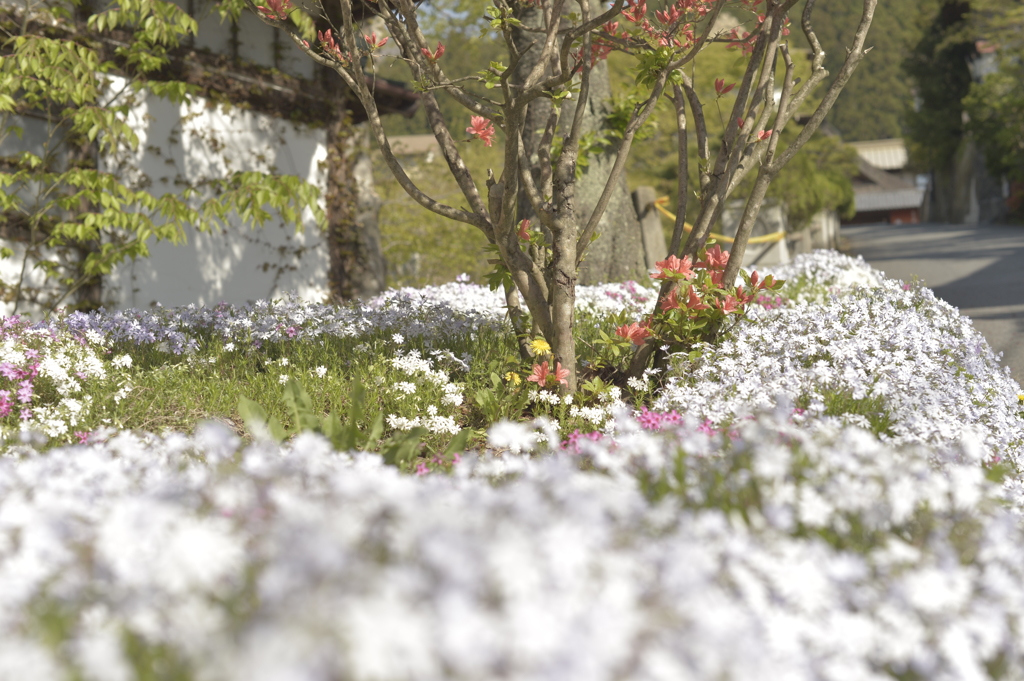 四万の花