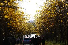 鉄道の旅, 嘉義, 黃花風鈴木