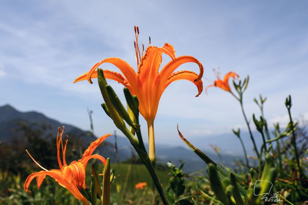 花蓮縣富里鄉六十石山金針花