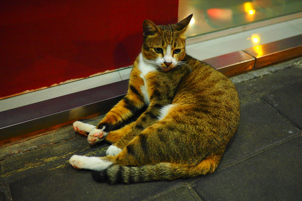 タイの街角猫
