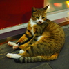 タイの街角猫