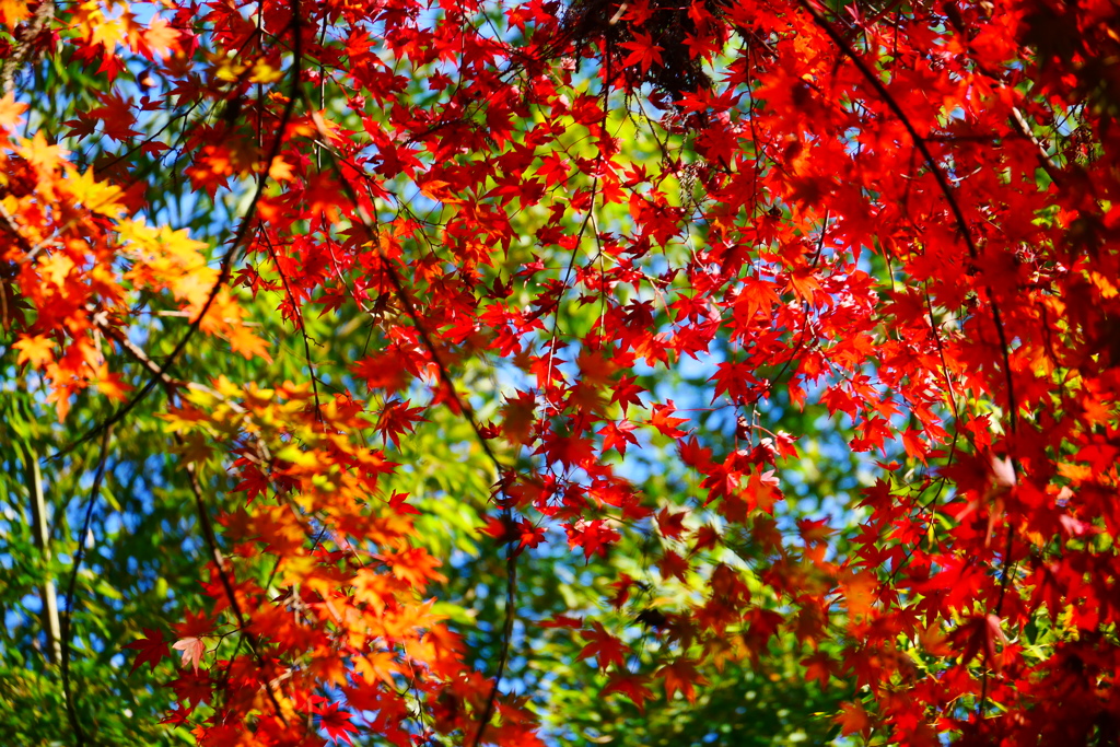 空一面の紅葉