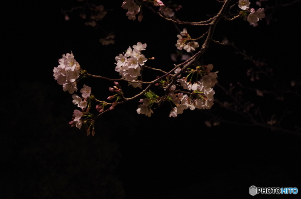 夜桜
