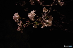 夜桜