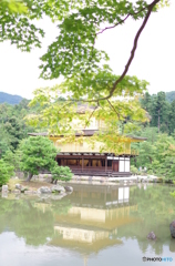 夏の金閣寺